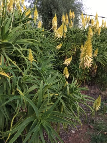 Aloe plant at OudeMuragie Guest Farm