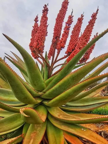 Aloe plant near OudeMuragie Guest Farm