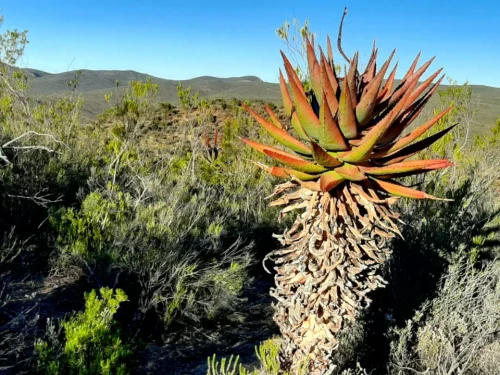 Aloe tree in open field