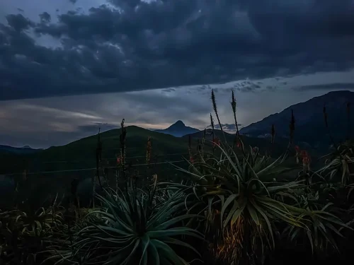 Aloes in bloom with overcast skies