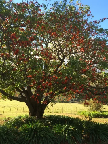 Big tree full of orange flowers