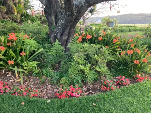 Flower garden around tree at OudeMuragie Guest Farm