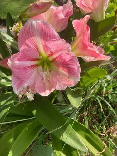 Pink flowers in full bloom