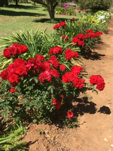 Red roses at OudeMuragie Guest Farm