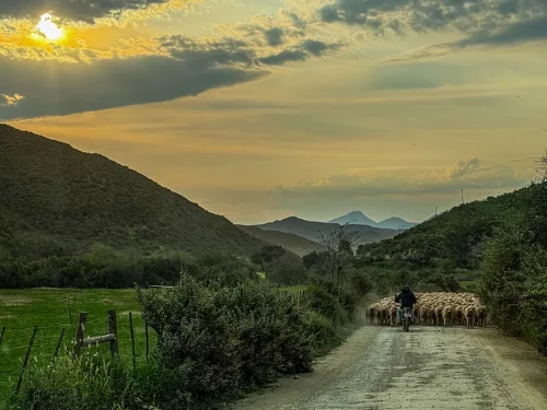 Sheep herding early morning at OudeMuragie